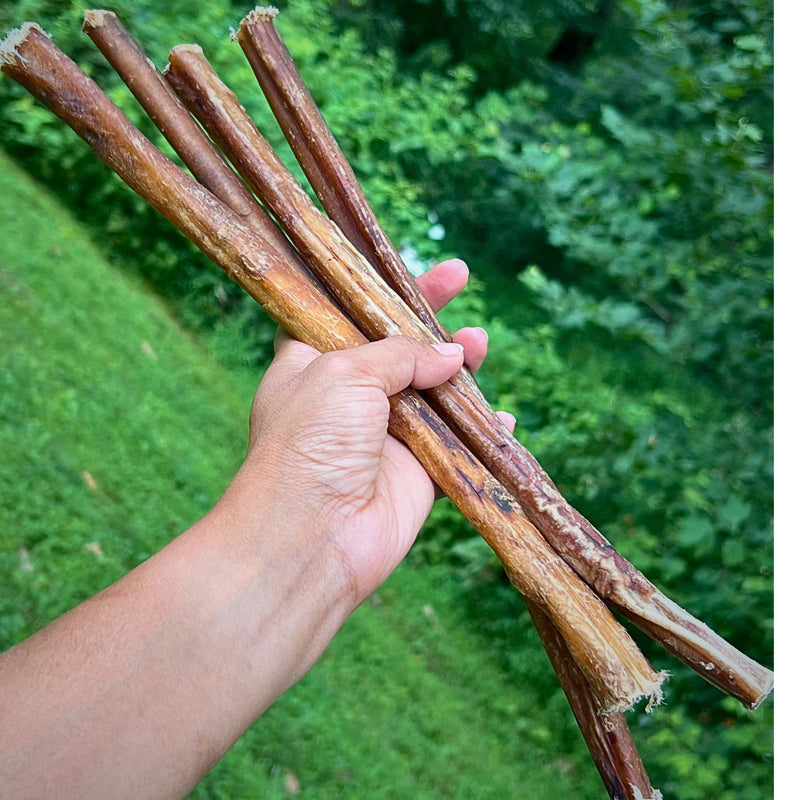 6-Inch Bully Sticks for Dogs – Heavy,  Thick Long-Lasting Chews (10 Pack, 13.5 oz) | 100% Natural Beef, Odor-Reduced - Snuglily